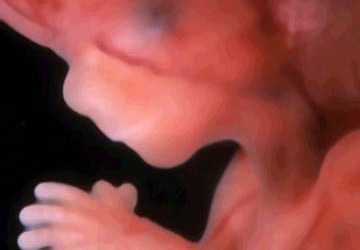 El feto siente dolor: las evidencias de la crueldad del aborto  hacen reflexionar a los médicos