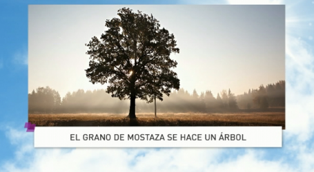 Palabra de Vida 27/7/18: «El grano de mostaza se hace un árbol» / Por P. Jesús Higueras