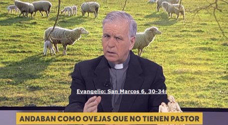 Palabra de Vida 8/2/2020: «Andaban como ovejas que no tienen pastor» / Por P. Jesús Higueras